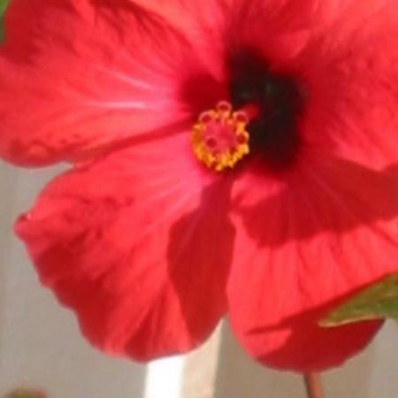Apartman Hibiskus بول المظهر الخارجي الصورة
