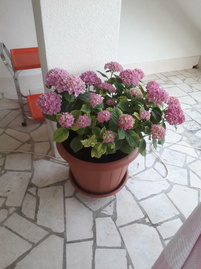 Apartman Hibiskus بول المظهر الخارجي الصورة
